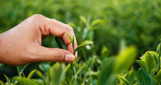 Soil Association Certification